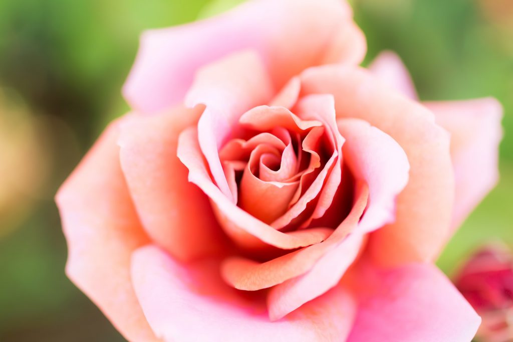rose-pink
